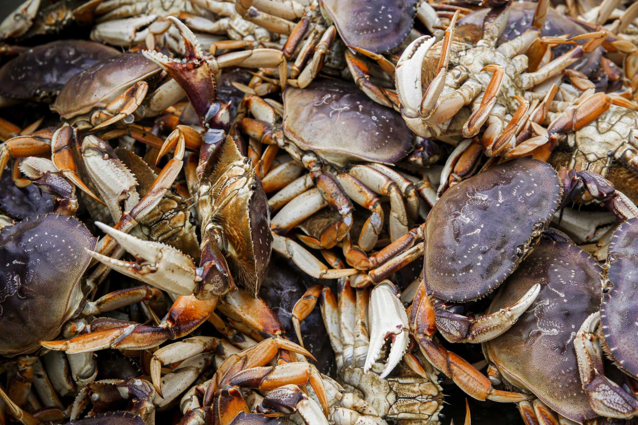 California Dungeness crab commercial fishing season ends in effort to