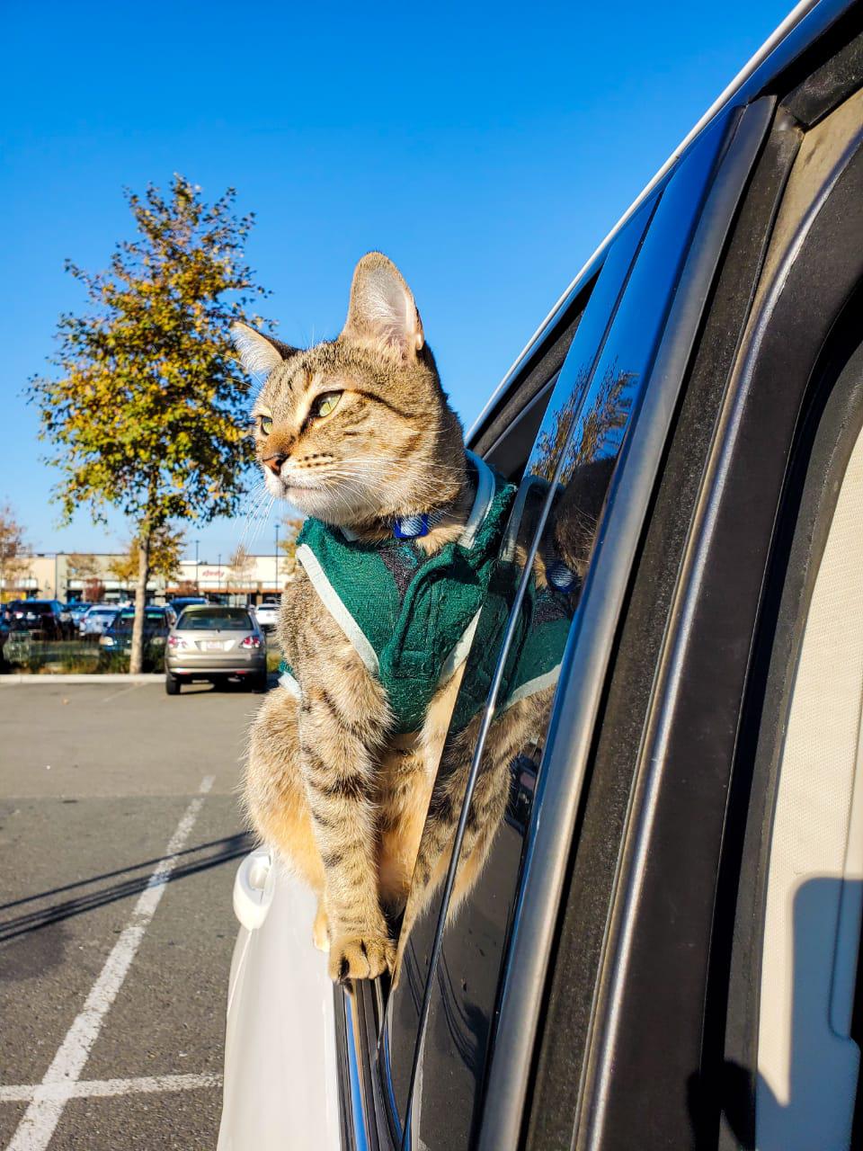 S.F. tourists search for beloved cat stolen in smash-and-grab car burglary