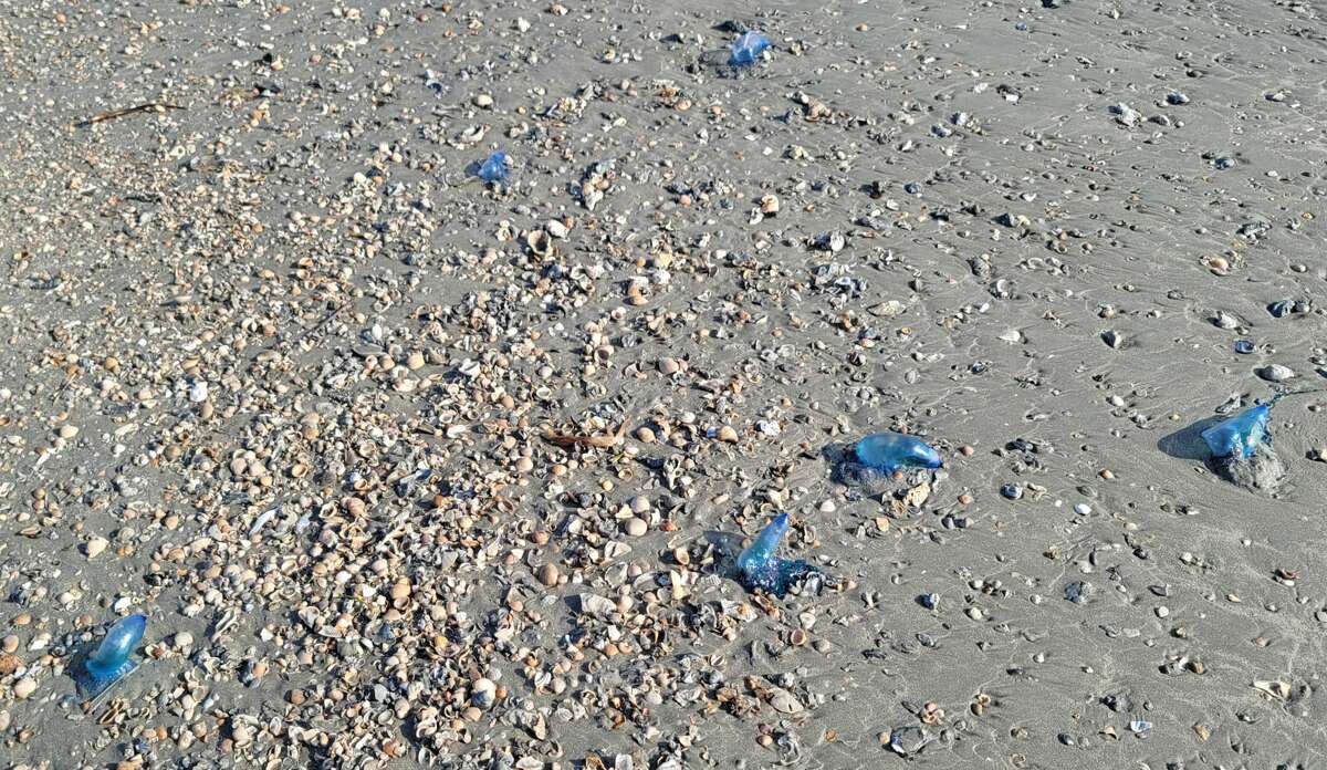 Portuguese man o' war have returned to Galveston beaches