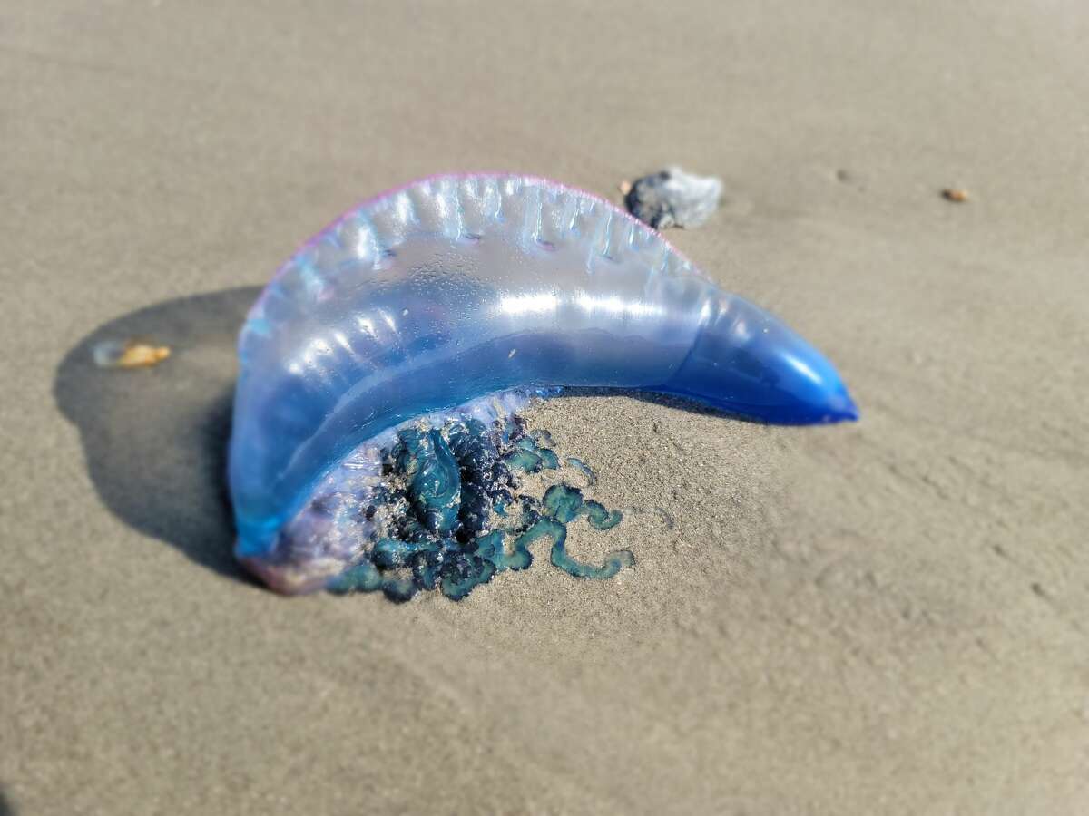 Portuguese Man O' War in Texas