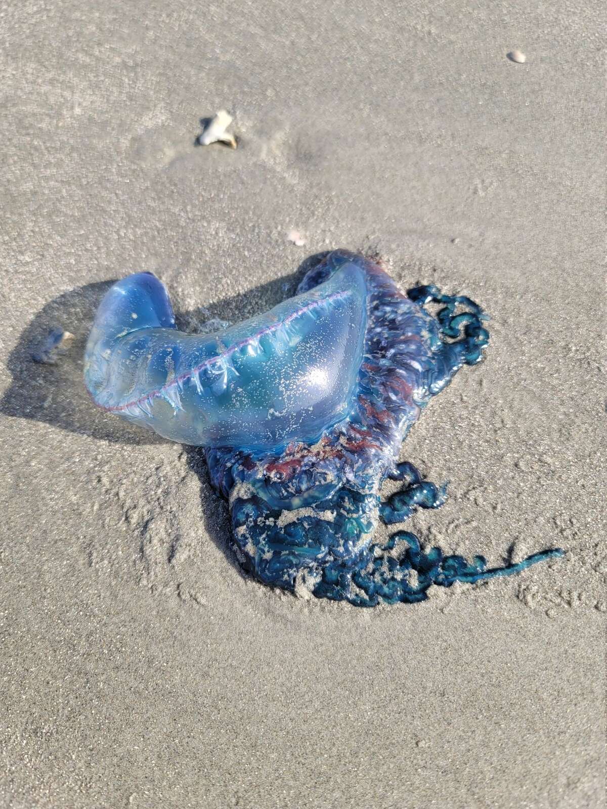 Portuguese man o' war have returned to Galveston beaches