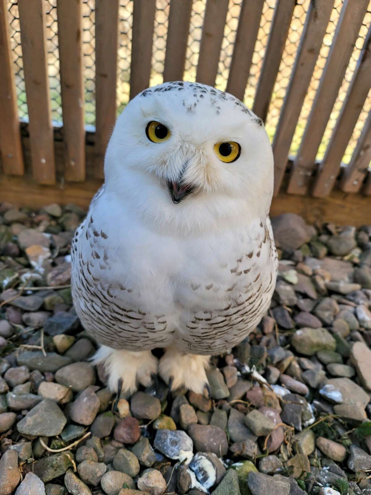 The Snowy Owl