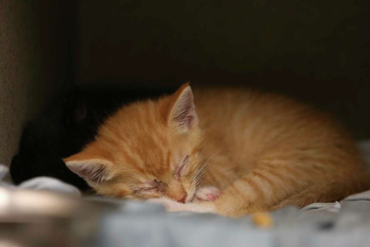 A kitten sleeps in the cattery of the San Antonio Animal Care Services shelter off State Highway 151, Monday, May 17.