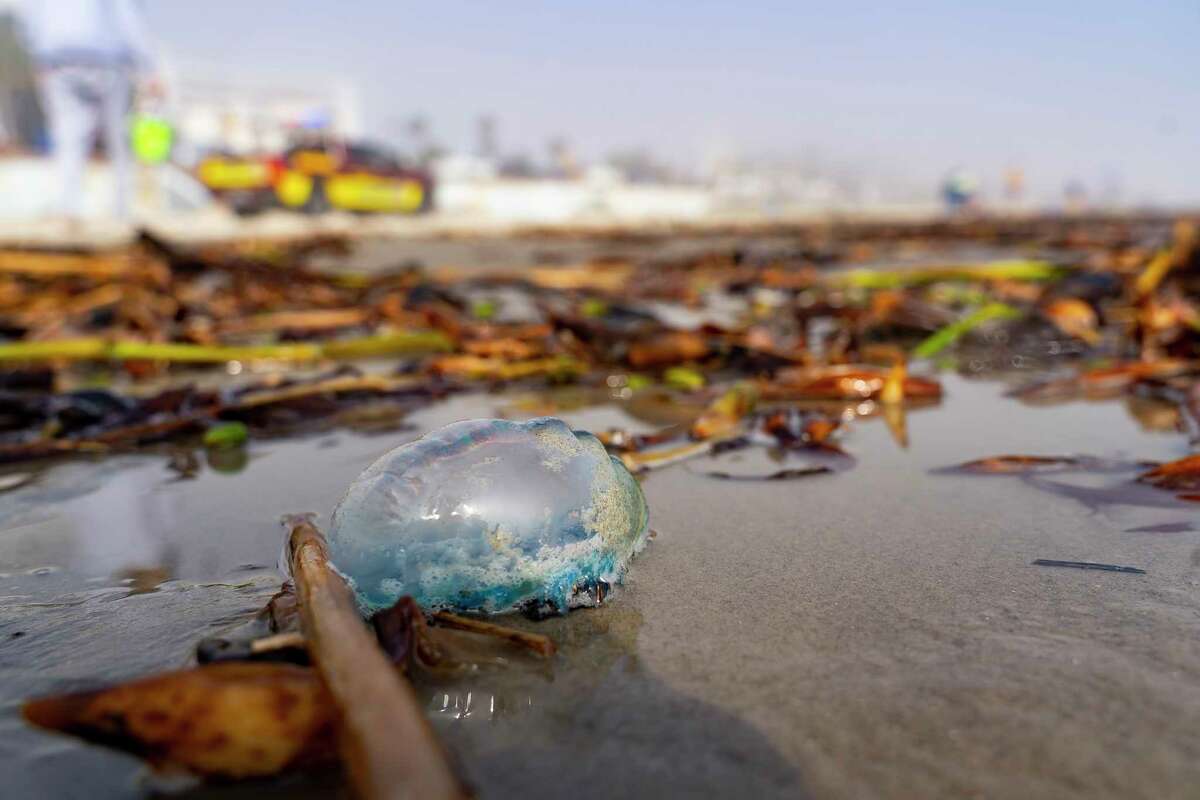 Portuguese man o' war have returned to Galveston beaches