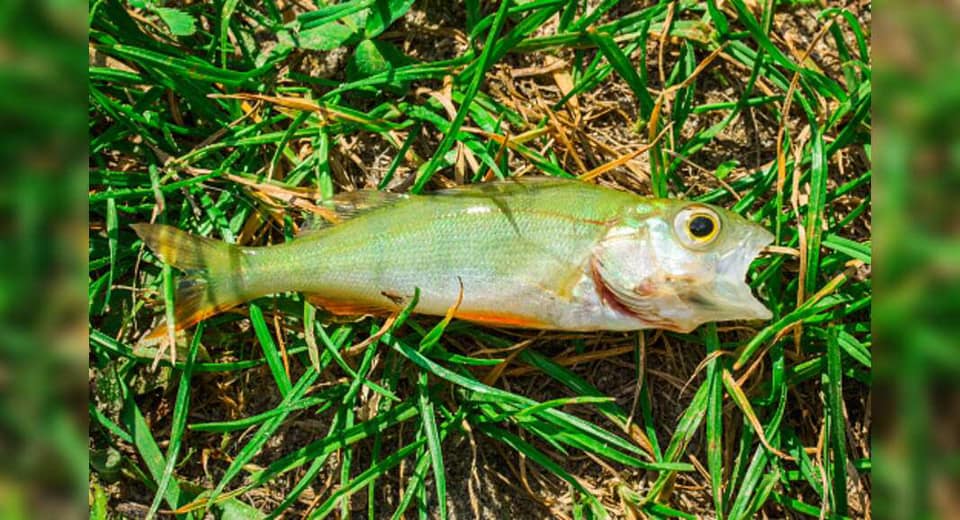 It was raining fish (hallelujah) in this eastern Texas city on Wednesday - Vimarsana News
