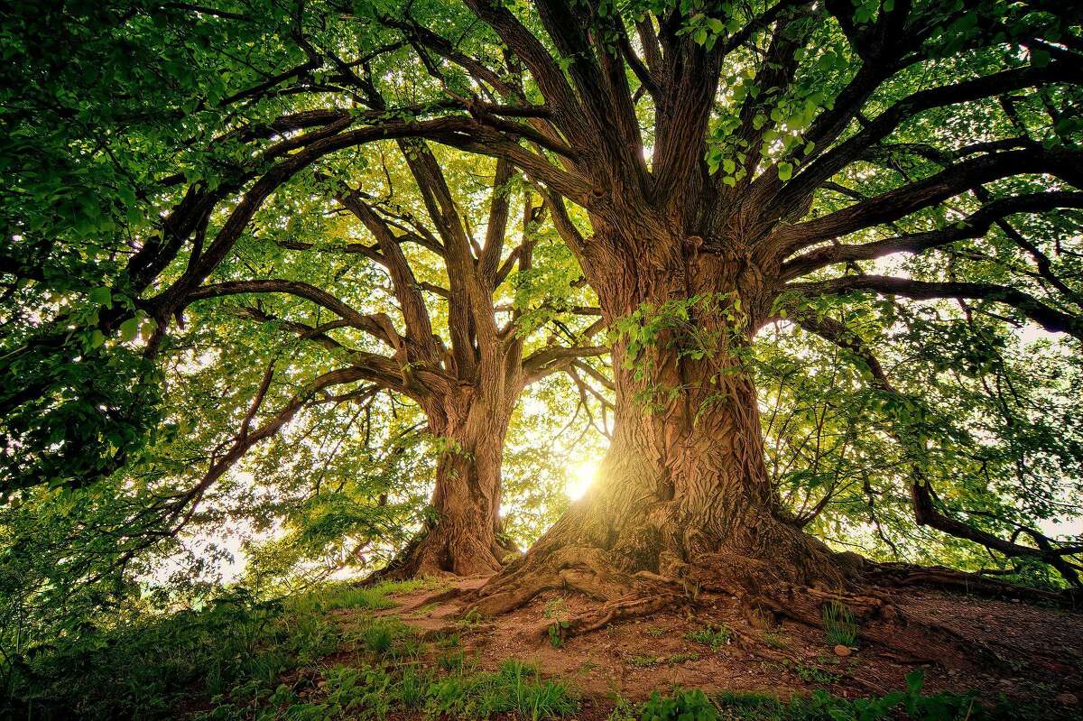 Sam Nunes, who has been an environmental educator at the Woodcock Nature Center on the Wilton, and Ridgefield border, writes this guest column with thoughts about old growth forests, and if they were not cut down. A photo of trees, is shown.