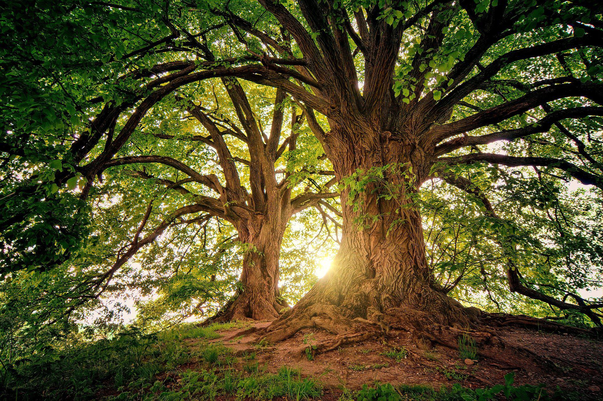 The Naturalist in Wilton: What if: The old growth forests had not been cut down? - Vimarsana News