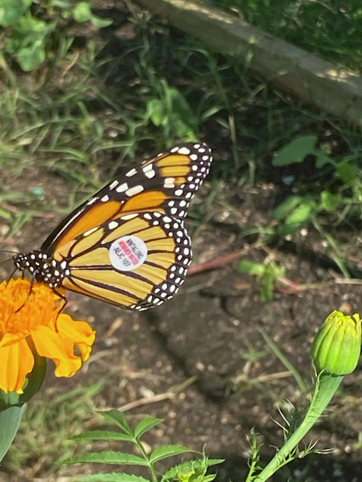 A tagged monarch released in San Antonio.