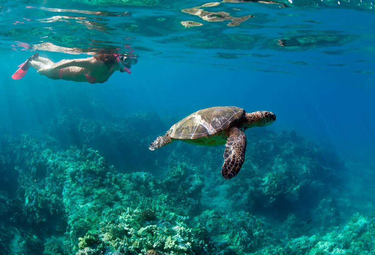 Woman snorkeling with sea turtle over coral reef in Wailea, Maui, Hawaii, USA.