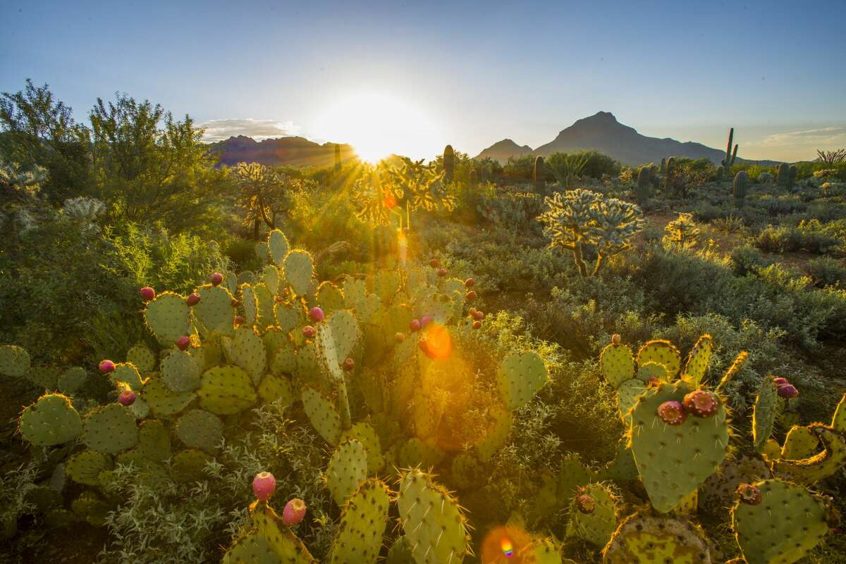 Sunrise over the Sonora Desert in Tucson, Arizona