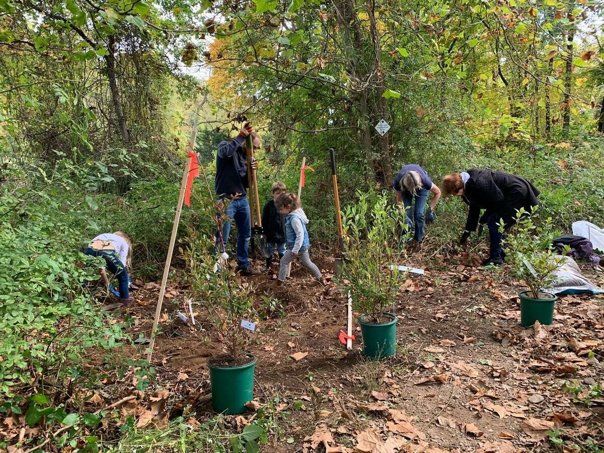 Members of the Wilton Land Conservation Trust and community volunteers plant trees and shrubs, along the hiking trail on Schenck's Island in Wilton on Oct. 24, 2021.