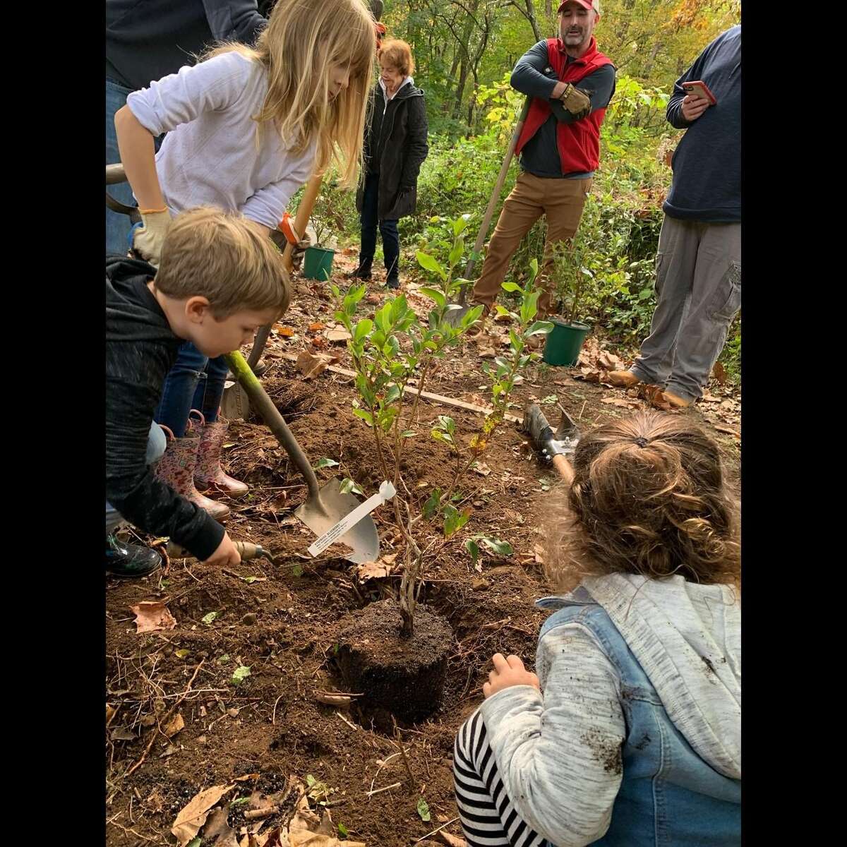 The members of the Wilton Land Conservation Trust, WCLT, and community volunteers recently planted trees, and shrubs, Sunday, Oct. 24, to restore the general habitat. With volunteers from the community, the members planted native trees, and shrubs along the hiking trail on Schenck's Island in Wilton.