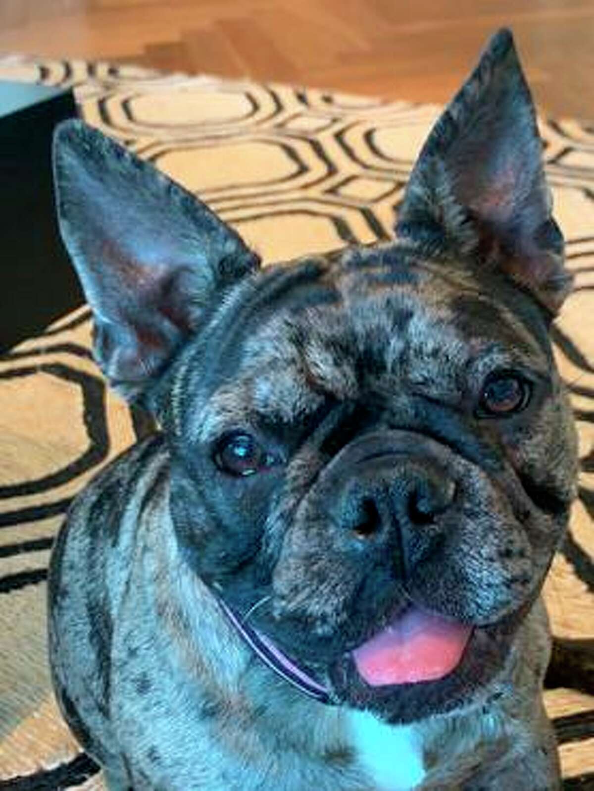 Rosie, a bulldog puppy, was on a walk with her owner near Broderick and Beach streets in San Francisco’s Marina district when someone violently stole the dog, police said.