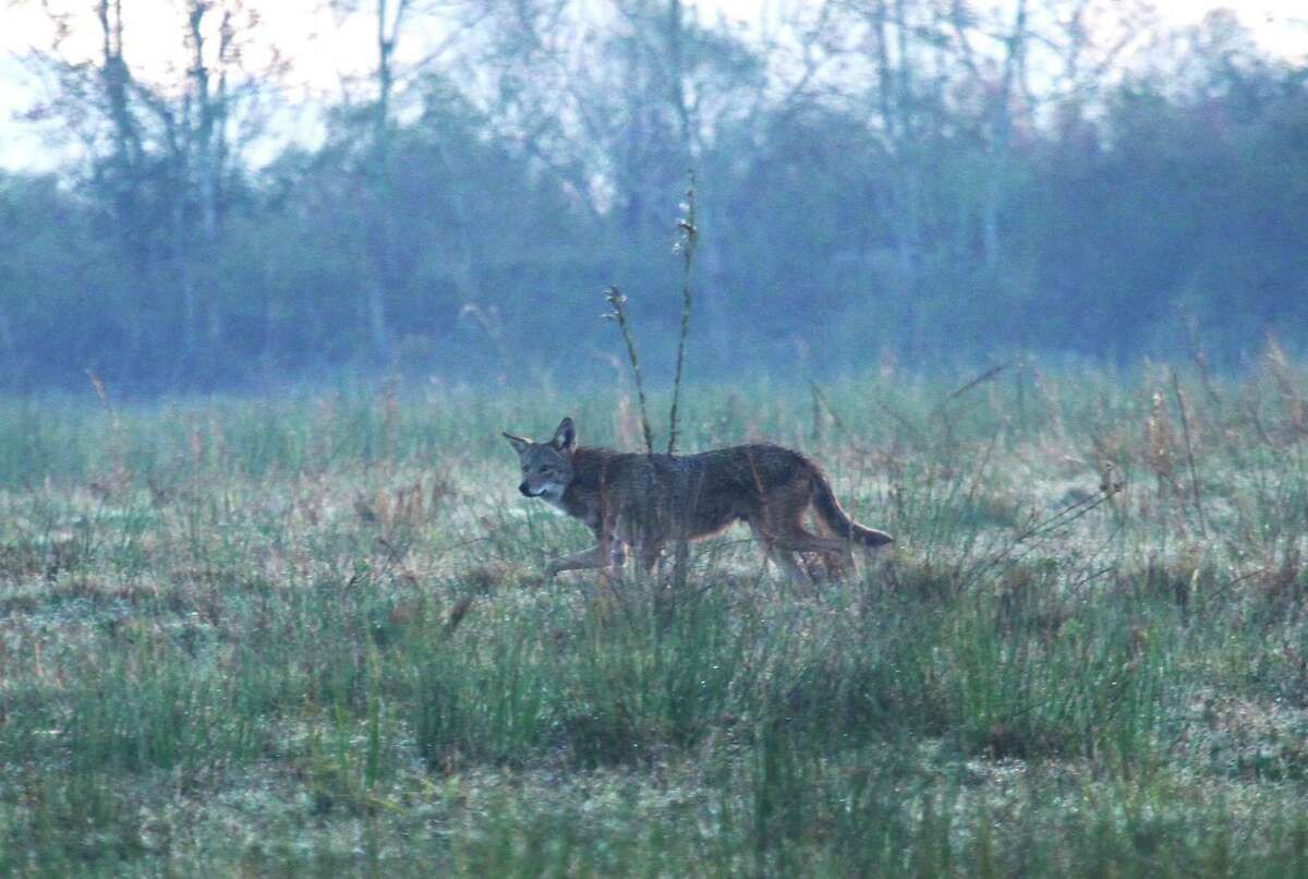 A Galveston program is capturing coyotes to gather blood and hair samples and to put a tracking collar on them. The data and tracking information gathered from the collars is meant to gather information to help coyotes and humans better coexist and also to help with a broader study about rare red wolf DNA found in Gulf Coast coyotes.