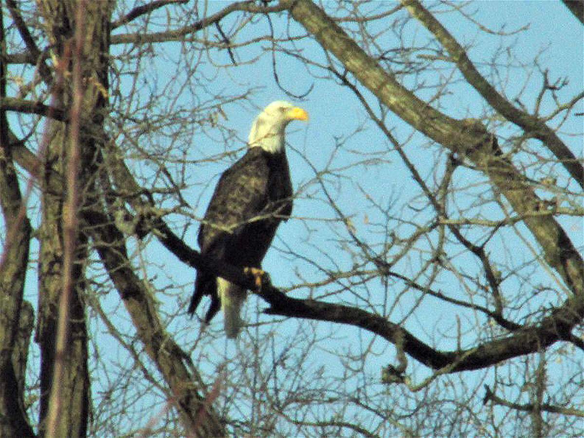 An eagle keeps watch over its surroundings from a tree near Roodhouse.