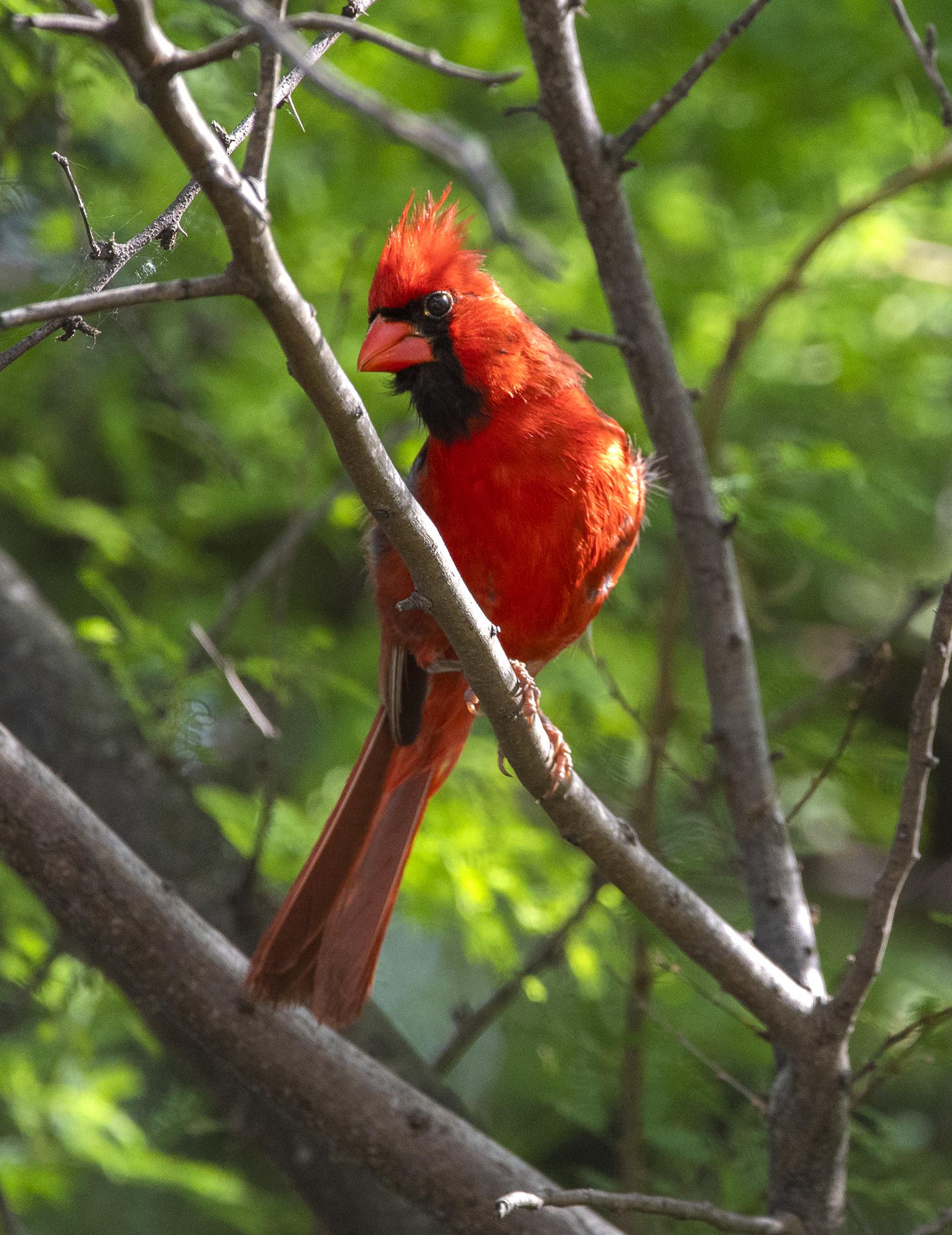 Locals participate in the 119th National Christmas Bird Count - Vimarsana News