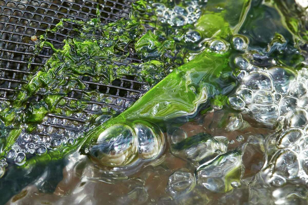 Seaweed growing in tumbling tanks at the HSU Marine Lab on Thursday, December 9, 2021 in Trinidad CA.
