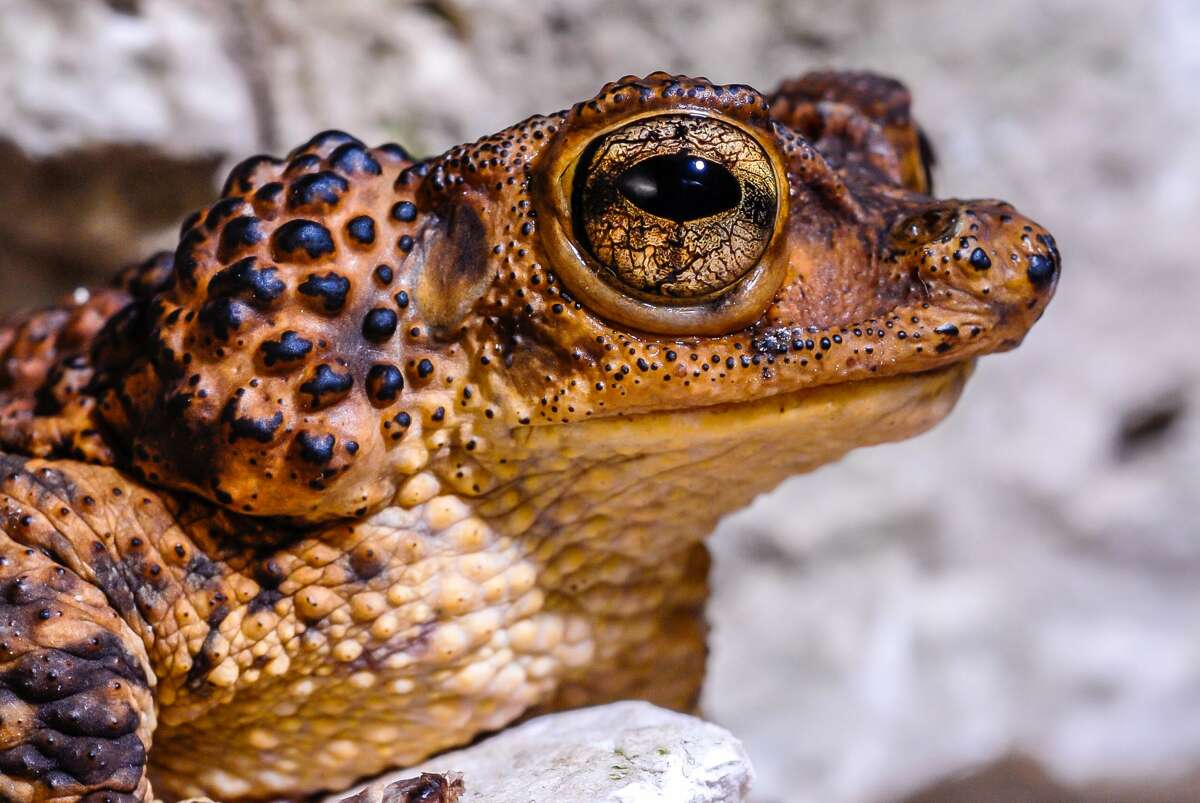 The Puerto Rican Crested Toad.