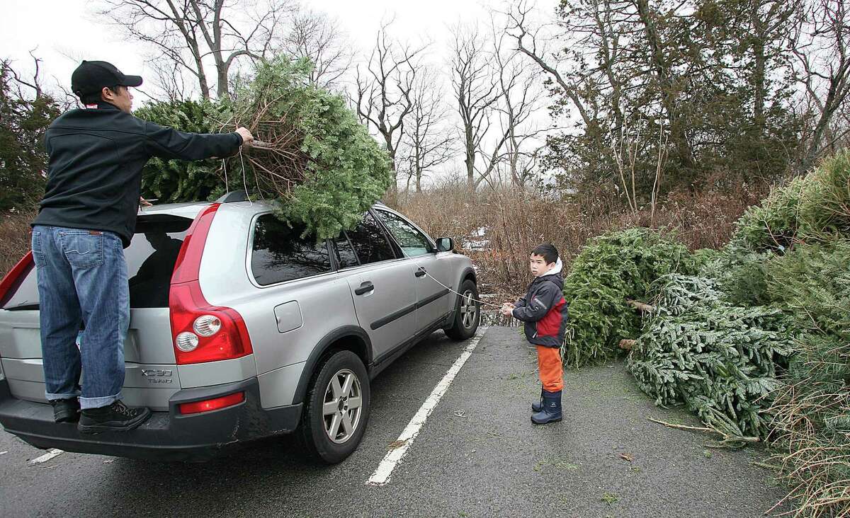A father gets some help from his son as they prepare to dispose of their Christmas tree at the Greenwich Point tree recycling area.