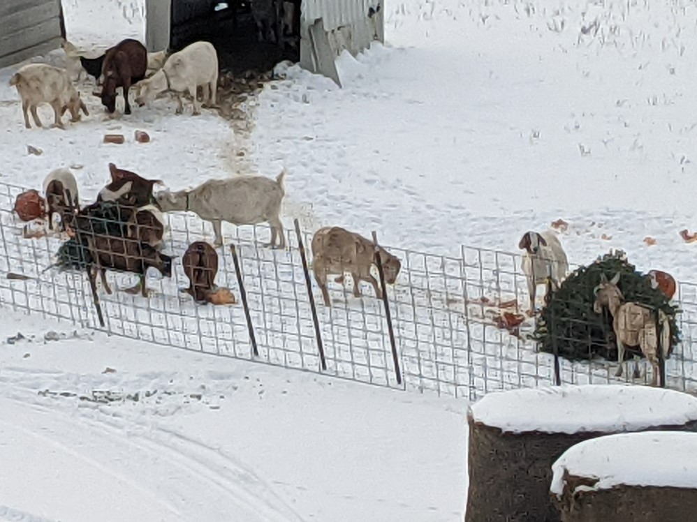 Barryton woman accepting Christmas trees to feed goats