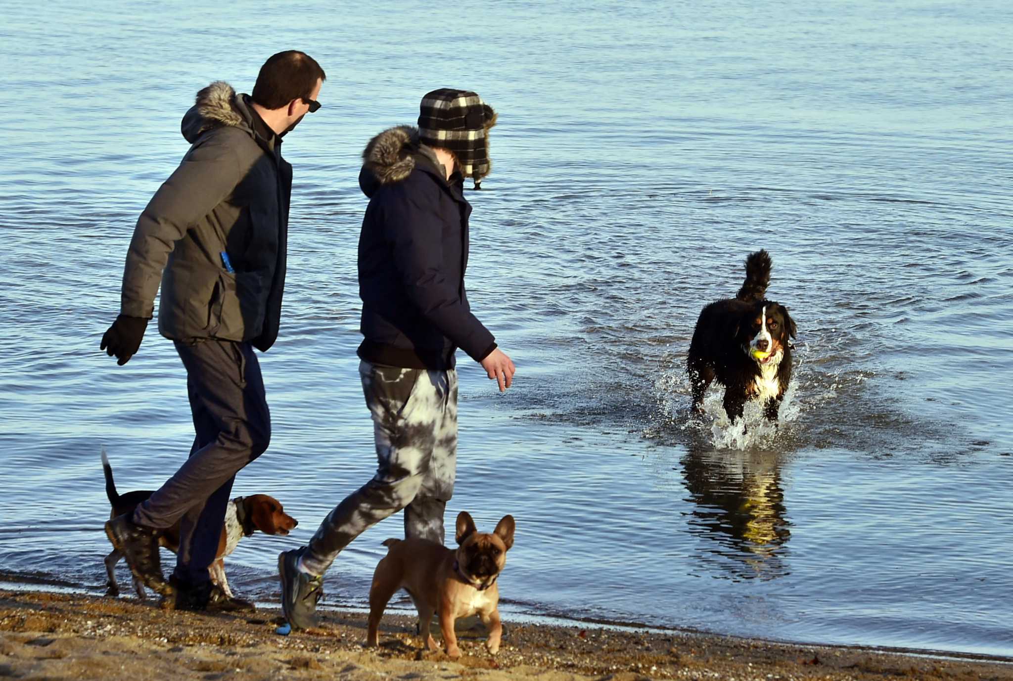 are dogs allowed at point beach