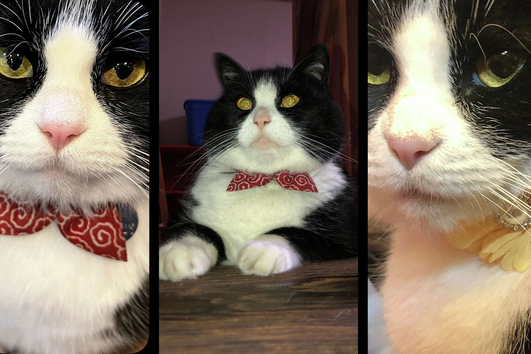 Tosca, SF's most 'fancy lookin' shop cat, goes Twitter viral