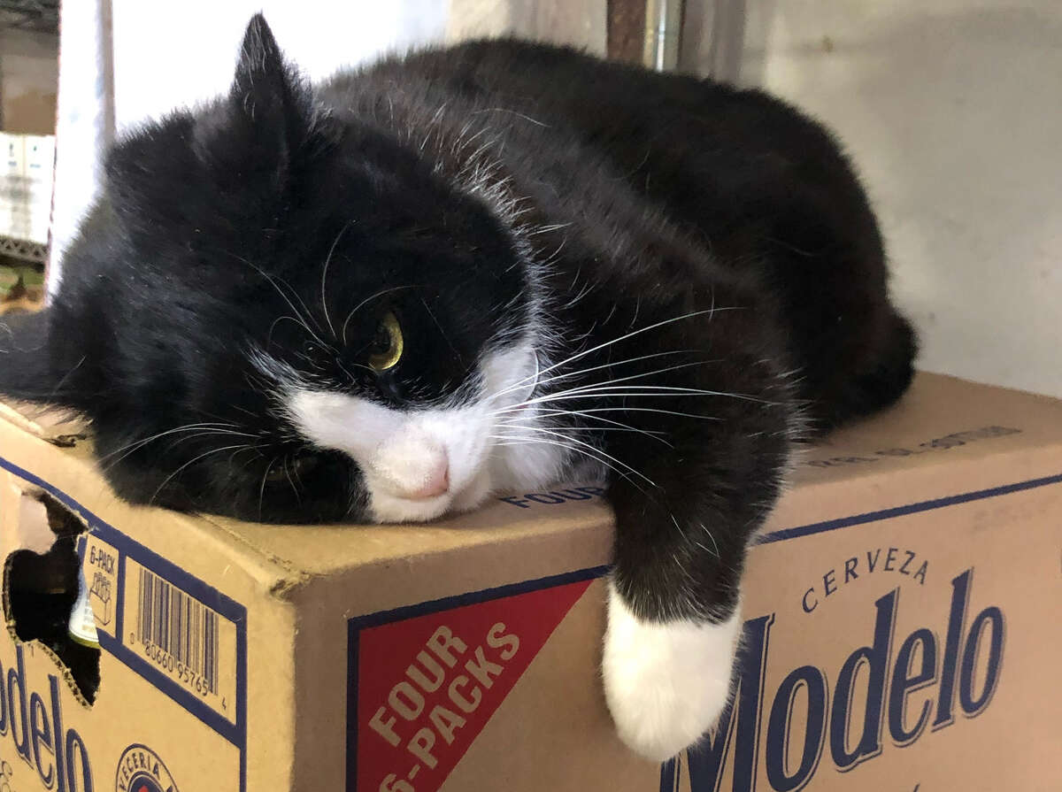 Tosca lying down on a Modelo box.