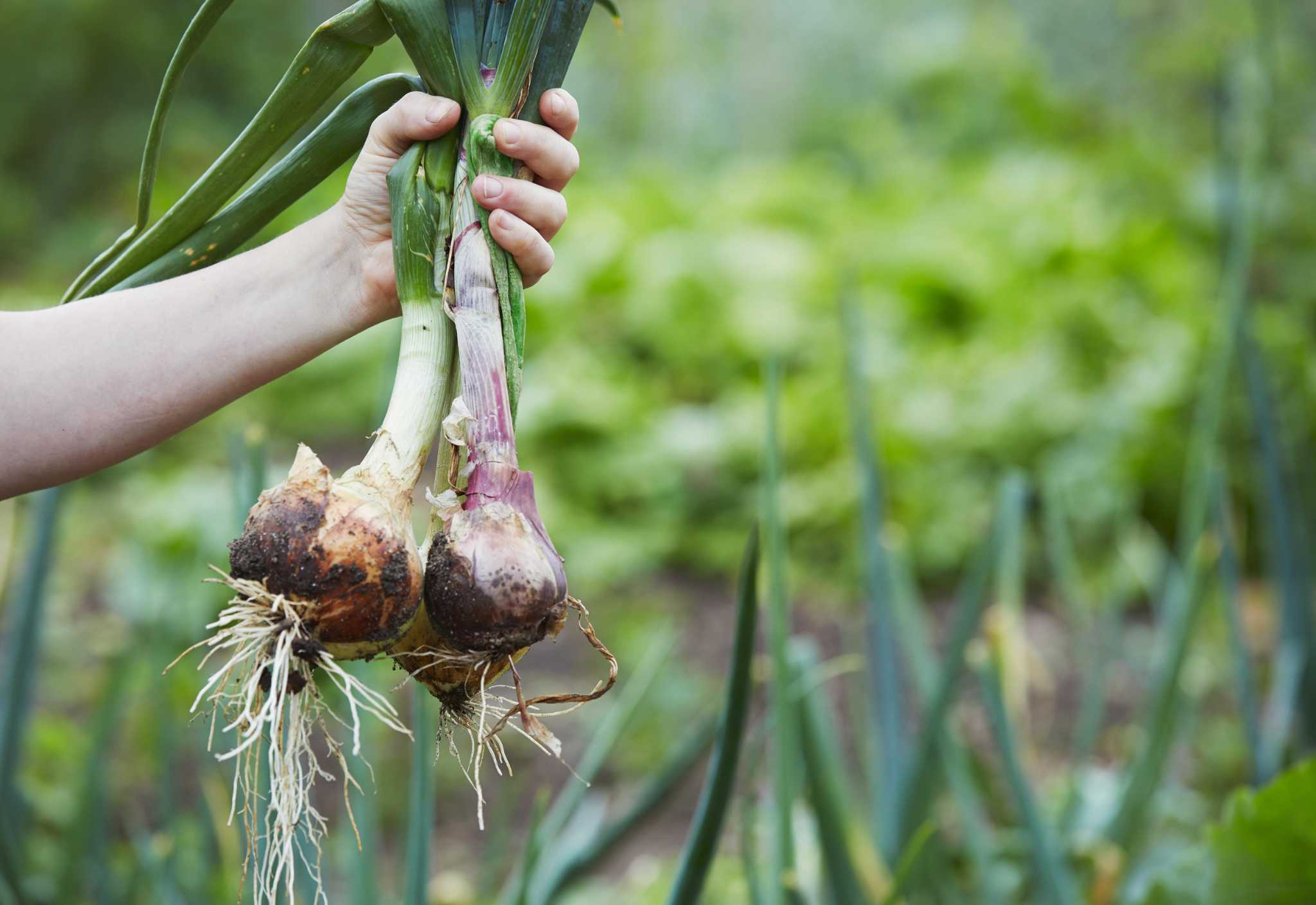 What to plant this winter in the San Antonio vegetable garden and how to protect it from a freeze - Vimarsana News