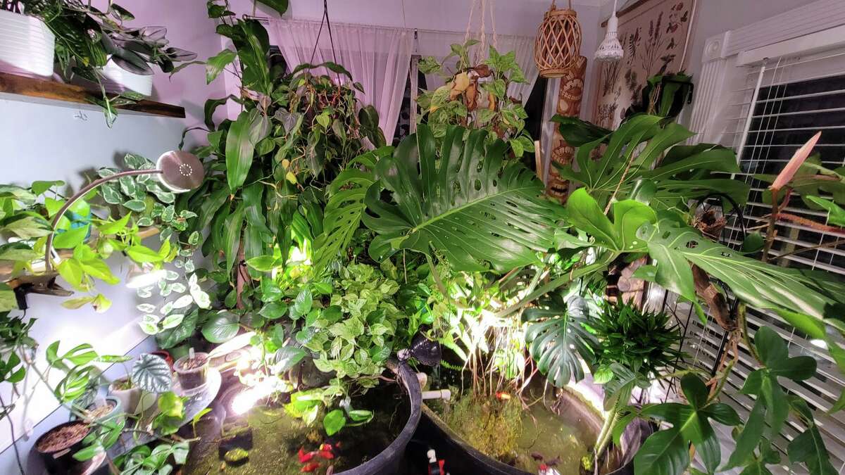 لولا دلکامپو مجموعه گیاهان خود را کاهش داده است، اما هنوز بیش از 100 گیاه در خانه خود دارد.