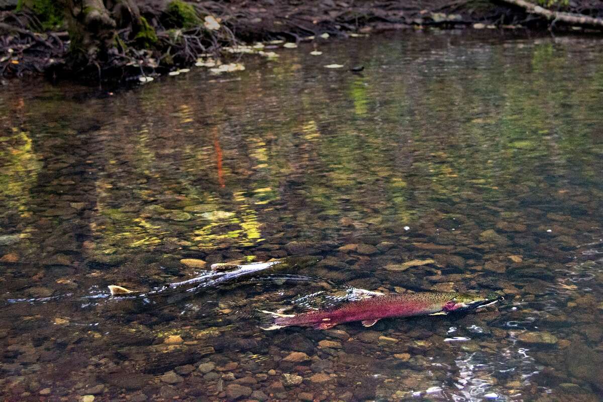 ‘A good year’ to see coho salmon make their annual return to Marin creeks