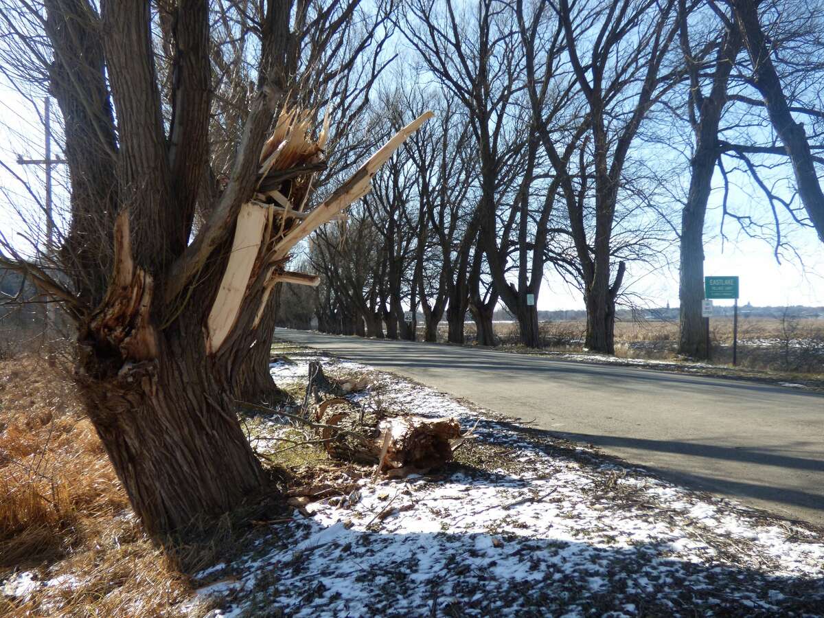 High winds in late December damaged several black willow trees that make up Bullfrog Highway in Eastlake.