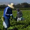 Farmworkers wear face masks while harvesting curly mustard in a field on February 10, 2021 in Ventura County, California. - The United Farm Workers (UFW) union is urging state and local governments to greater prioritize Covid-19 vaccines for farmworkers and perform outreach activities to help workers who often lack technology access to sign up for vaccinations. Essential workers in agriculture and meatpacking are often subjected to conditions where social distancing is not possible, combined with additional risk factors increasing the community spread of the virus including low wages, multigenerational households, a lack of coronavirus testing, and fear of losing their jobs if they believe they are sick. As of February 10, California has 3,362,981 confirmed cases of Covid-19, with 44,995 deaths according to a state database, which lists Latinos as 55 percent of all cases and 46 percent of all deaths - while only 39 percent of the population. (Photo by Patrick T. FALLON / AFP) (Photo by PATRICK T. FALLON/AFP via Getty Images)