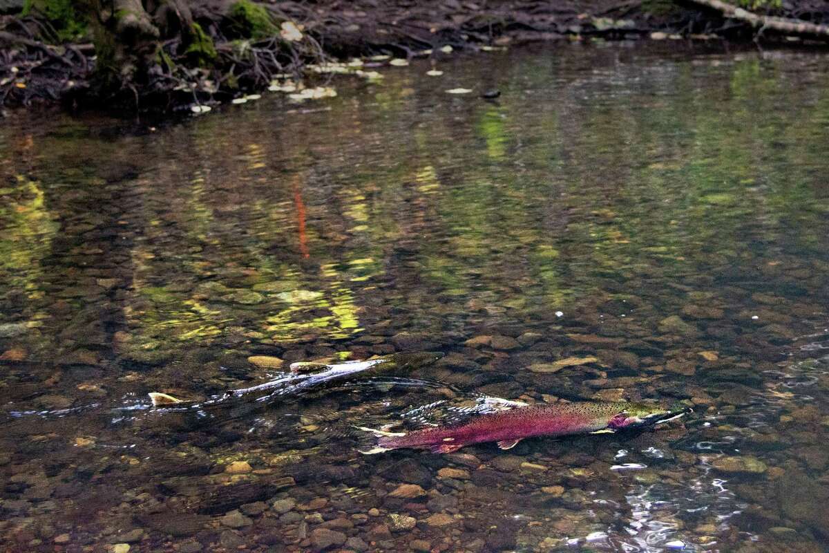 ‘A good year’ to see coho salmon make their annual return to Marin creeks