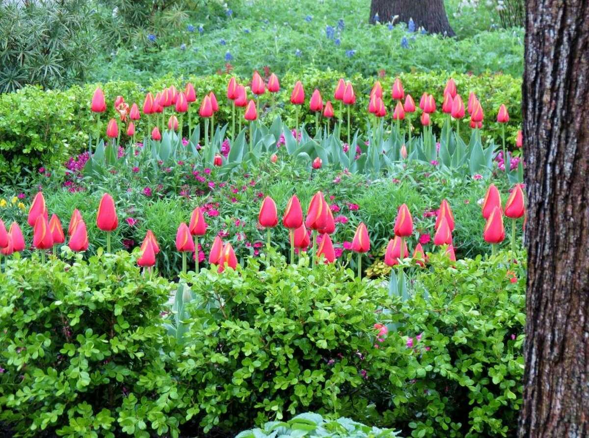 Tulips in a Heights spring garden. David Morello Garden Enterprises photo