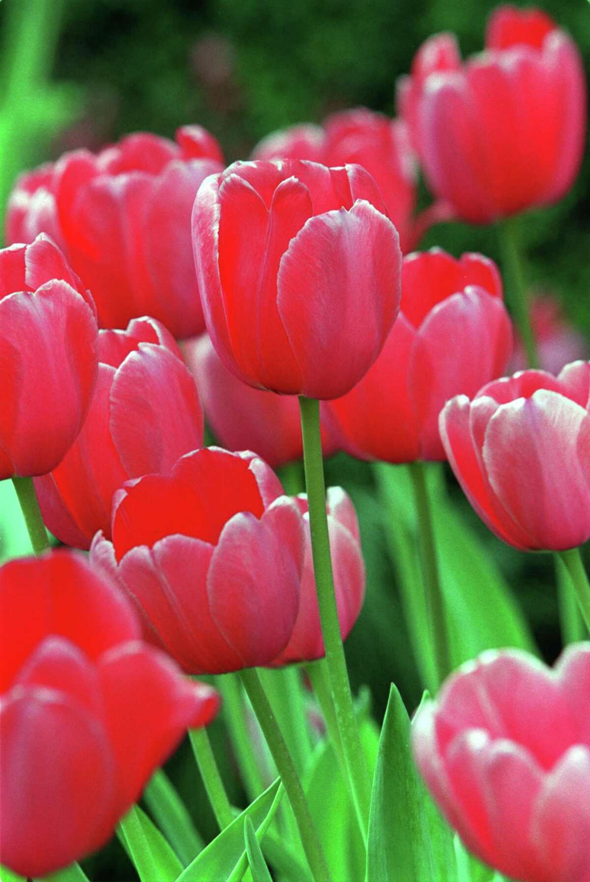 Growing tulips in Houston? Try these tricks and reap the reward of