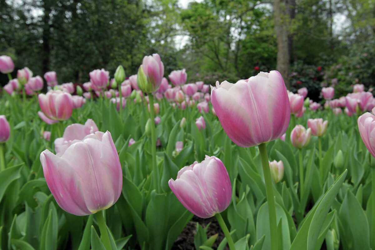 To have tulips in the spring, check out the annual Bulb Mart. T