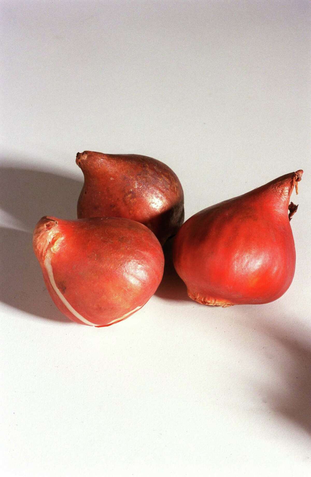 Growing tulips in Houston? Try these tricks and reap the reward of colorful spring blooms.