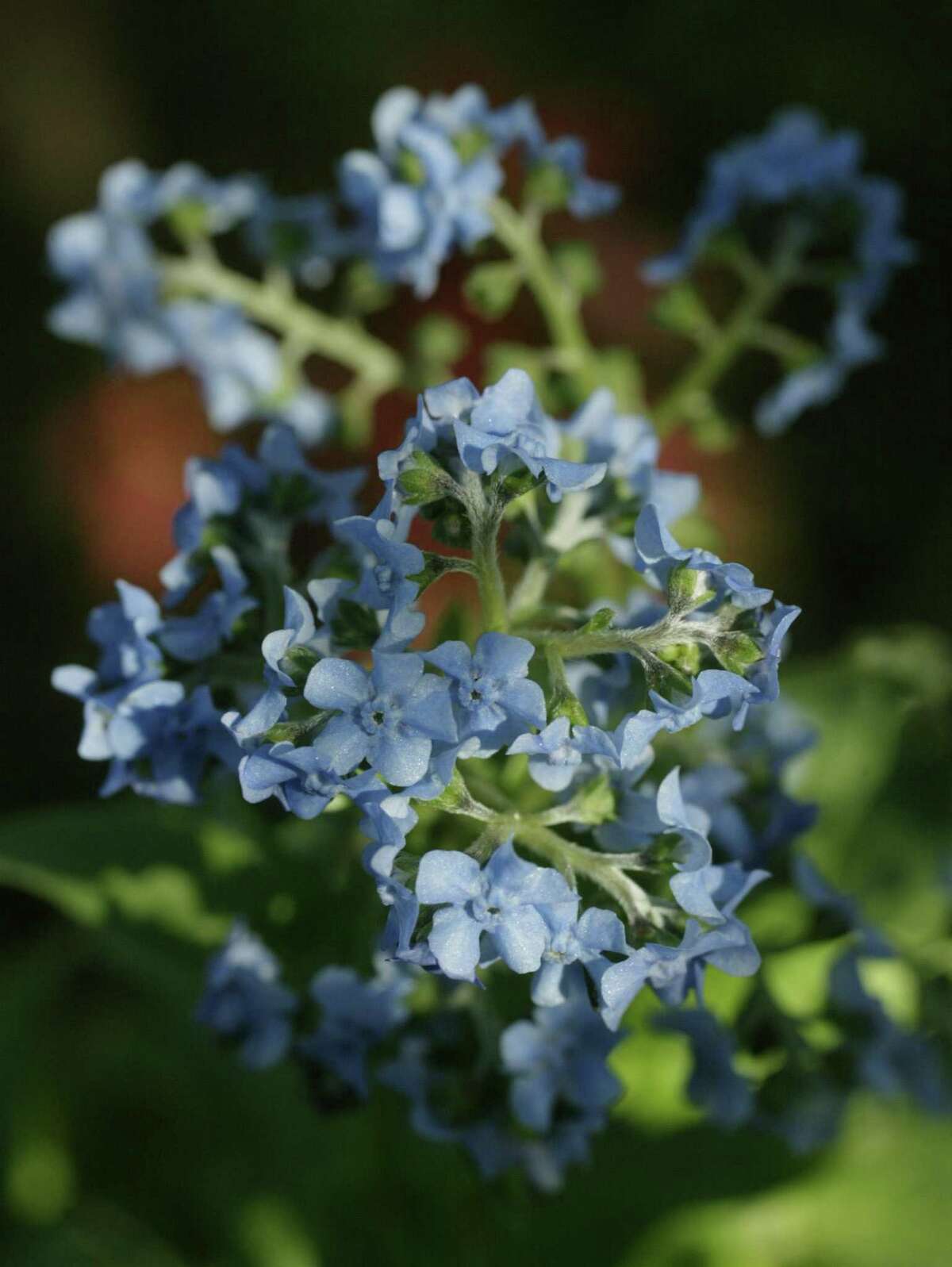 Forget Me Nots are a small, colorful bloom