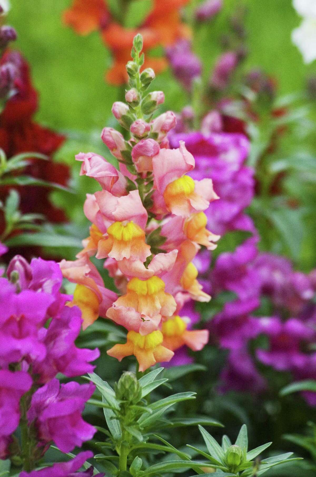 Snapdragons bloom in a range of colors and varying heights.
