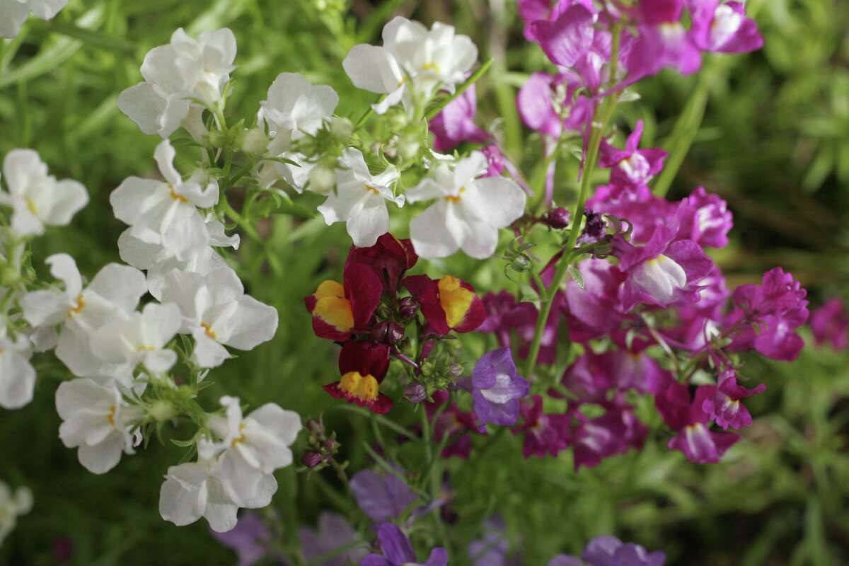Toadflax and snapdragons in the winter garden