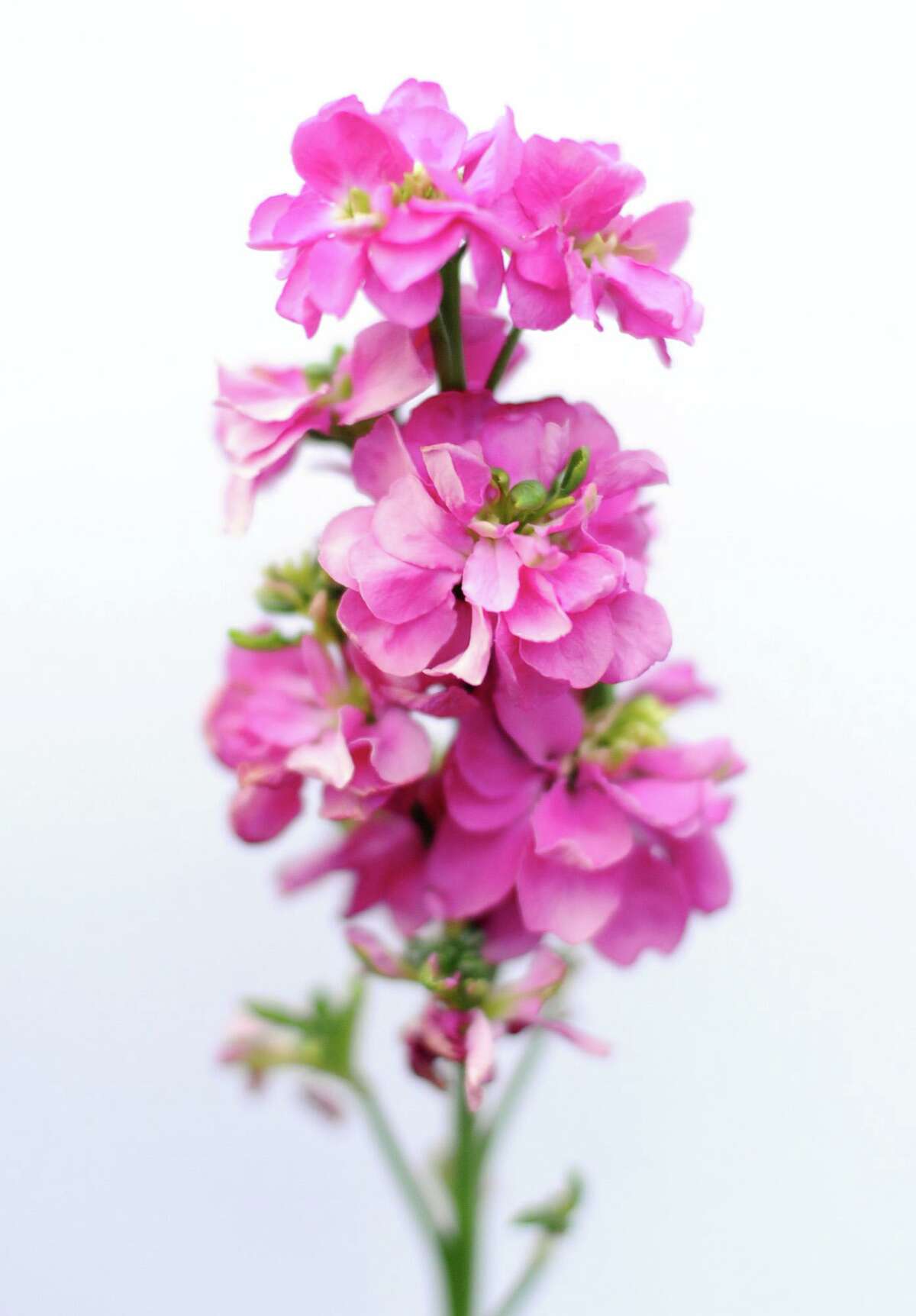 It’s time to start fresh in the garden. Here's what to plant now in Houston