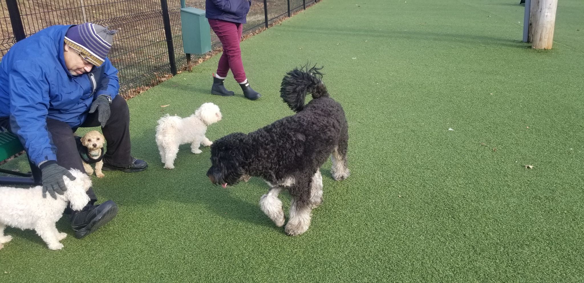 Brent Leh Memorial Dog Park busy despite cold weather