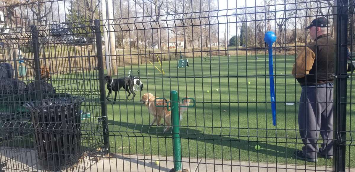 The Schwarz Street Dog Park was busy with dogs and their owners on Tuesday. 