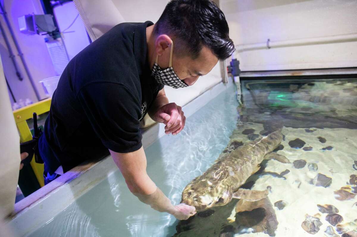 California Academy of Sciences Senior Biologist Allan Jan checks in on lungfish Methuselah.