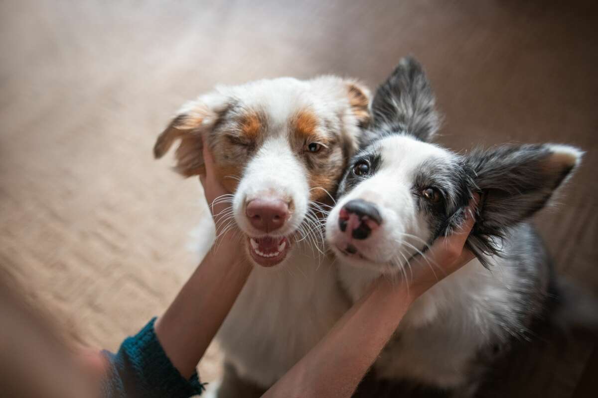 A file image of dogs being pet.
