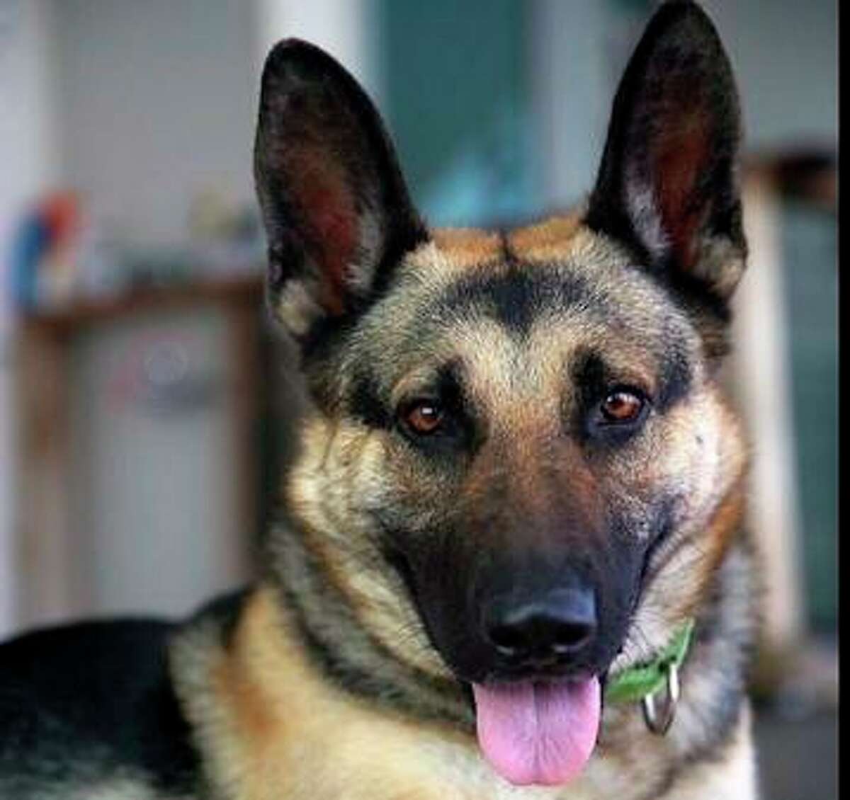 A photo of Summer, a 5-year-old German Shepherd reported stolen out of its owners hands in San Francisco.