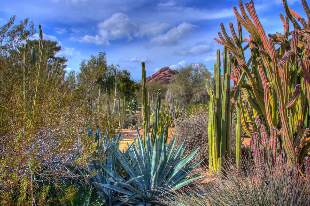 The Desert Botanical Garden in Phoenix, Arizona.