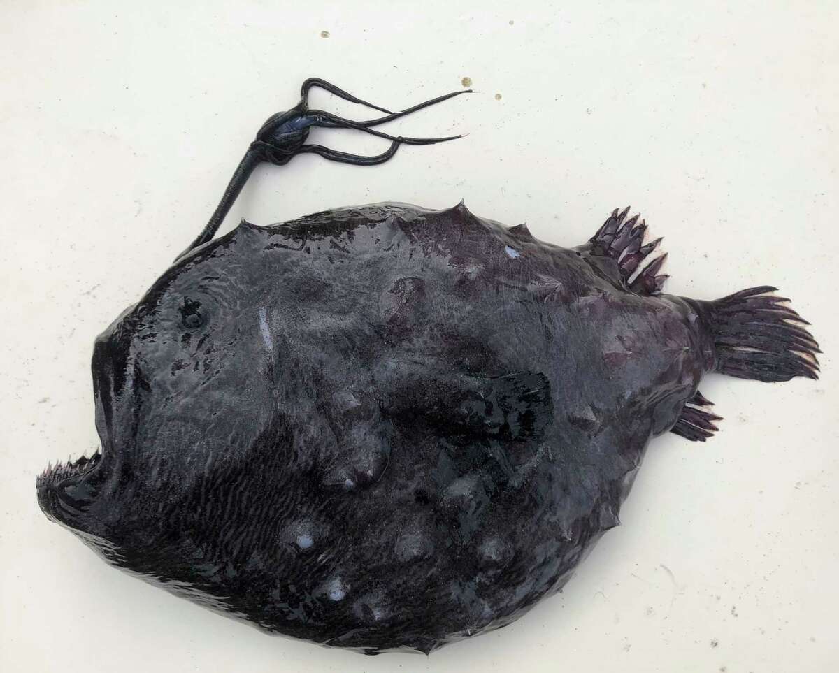 An undated photo provided by Scripps Institution of Oceanography at UC San Diego, shows a rare species of anglerfish, known as the Pacific footballfish. The fish — which live thousands of feet beneath the ocean in near-total darkness and freezing conditions — are rarely seen by humans. (Ben Frable/Scripps Institution of Oceanography at UC San Diego via The New York Times) -- NO SALES; FOR EDITORIAL USE ONLY WITH NYT STORY SLUGGED CALIF FREAKY FISH BY LIVIA ALBECK-RIPKA FOR JAN 6, 2022. ALL OTHER USE PROHIBITED. --