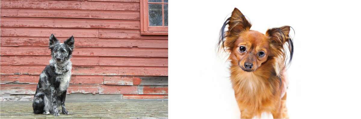 The Mudi (left) and the Russian Toy (right) are the newest additions to the American Kennel Club registry.