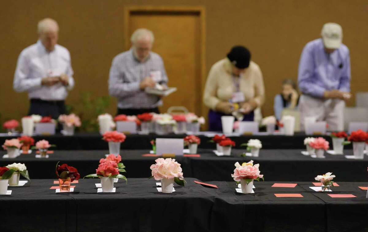 Judges rate Camellia japonica plants, also known as Japanese Camellia, during the Coushatta Camellia Society’s annual flower show at Conroe’s First Christian Church, Saturday, Jan. 18, 2020, in Conroe. This year’s show has been canceled due to rising coronavirus cases. The plant sale and an informal outdoor display will still take place Jan. 29-30 at First Christian Church in Conroe.